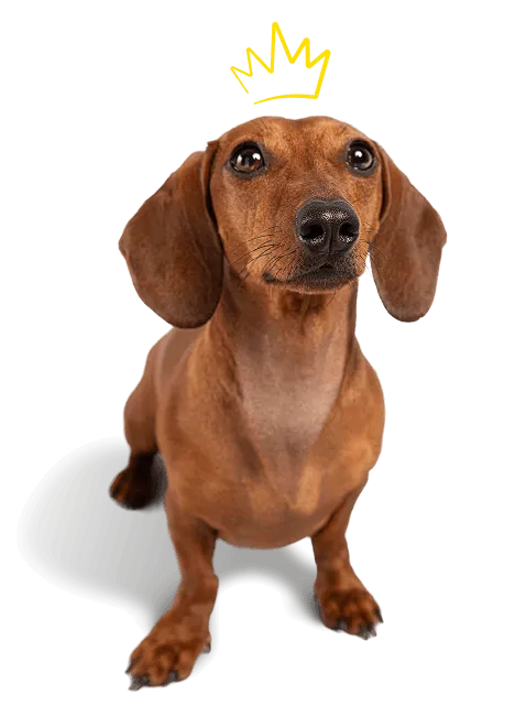 De la primera charla a la apertura — Salón de Mascotas